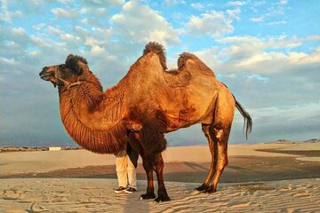 From Ica: Camel + buggy ride