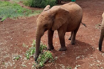 Giraffe Centre and Animal Orphanage Guided Tour In Nairobi. 