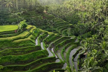 Ubud Tour-All Inclusive with Jungle Swing And Lunch 