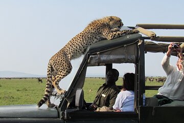 5 Days Masai Mara and Lake Nakuru Lodge Safari