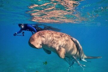 Ras Mohammed National Park Snorkeling