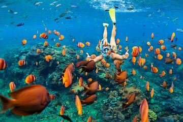 Sharm El Sheikh Snorkeling Adventure Tour 