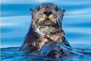 Best Whale Watching and Wildlife Shore Excursion in Sitka