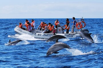 Private Dolphin Swim, Snorkeling and Island Adventure in Hurghada