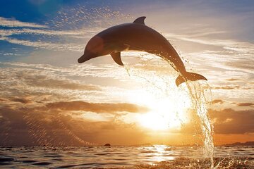 Hurghada Dolphin Excursion