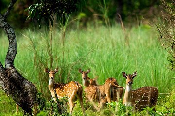 3 Days and 2 Nights Chitwan National Park Safari Tour in Pokhara
