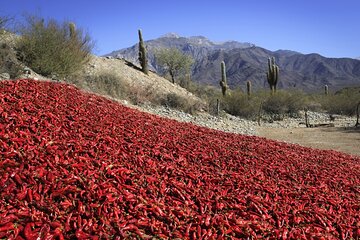 From Salta: Cafayate, Cachi and Salinas Grandes in 3 days