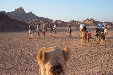 Sharm El Sheikh Bedouin Dinner and Camel Ride: Desert Serenity