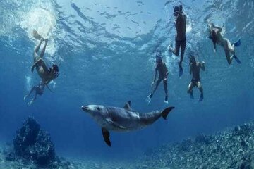 Private Snorkeling in Ras Mohammed Paradise