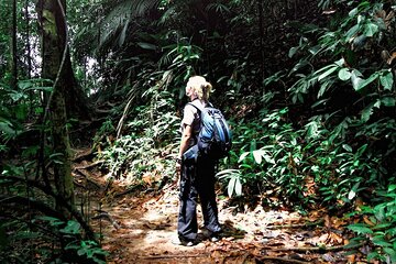 Taman Negara Rainforest Day Tour With Batu Caves Bonus Stop *25*