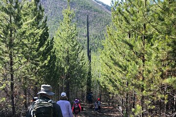 Nature Walk in Glacier National Park