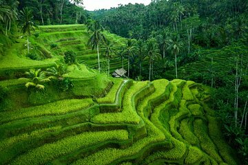 Ubud highlight tour with monkey forest, rice terrace, waterfall