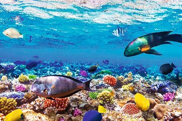 Samadai Reef Snorkelling boat Trip from Marsa Alam