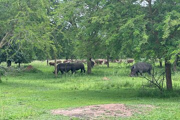 8 Day Kidepo Valley NP & Murchison Falls NP Budget Tour