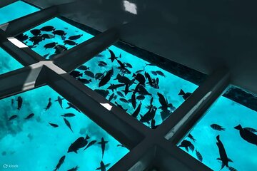 Sharm El Sheikh Glass-Bottom Boat Cruise
