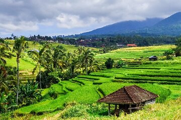 Jatiluwih's Rice Field Terraces: A Scenic Self-Guided Audio Tour