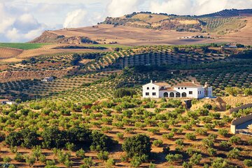 Full-Day Private Jerez & Cadiz Wine Tour Experience from Seville