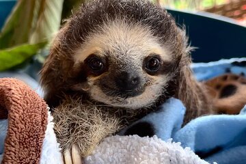Sloths and Coffee: Tour to a Wildlife Sanctuary and a Coffee Farm