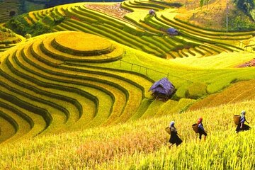 5-Day Private Tour of Ha Giang and Hoang Su Phi from Hanoi By CAR