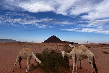 ‏Wadi Rum trip from Aqaba, round trip, includes a 2 -hour jeep