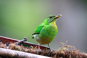 Cali: Bird Watching | Birding In The Jungle Of Cali