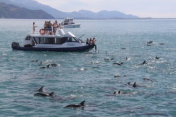 Kaikōura Day Tour From Christchurch With Dolphin Encounter