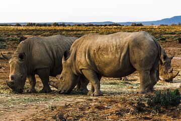 Aquila Big 5 Safari: Exclusive Wildlife Tour & Park Fee included 