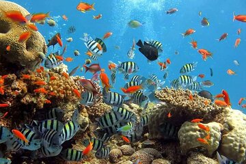 Abu Dabab day use & Snorkelling with Lunch from Hurghada