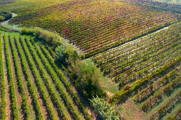 Full-Day Private Bairrada Sparkling Wine Tour from Coimbra