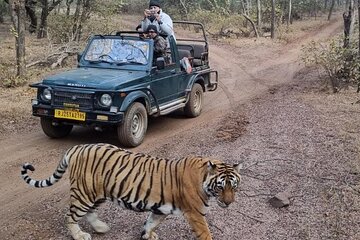 Private Tiger Safari Day Trip Jaipur to Ranthambore