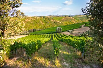 Full-Day Private Algarves Wine Tour Experience from Albufeira