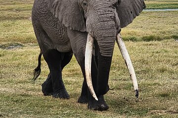 11 Days Private Tour to Explore Amboseli and Samburu