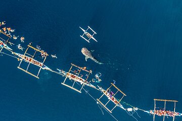 Oslob Whale Shark Group Tour with Sumilon Island & Tumalog Falls