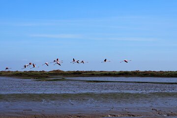 Boat Tour - Bird Observation in the Tejo Nature Reserve