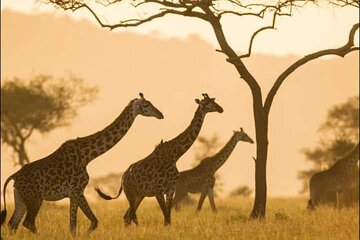Full Day Safari Tour at Mikumi National Park from Zanzibar 