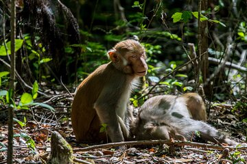 Silver Leaf Monkeys and Firefly Tour in Kuala Lumpur
