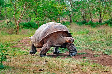 8 Day Galapagos Island Hopping