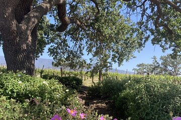 Exclusive 6 hour Wine Tour of Santa Barbara County 