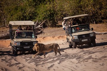 Guided Chobe Safari Adventure from Victoria Falls