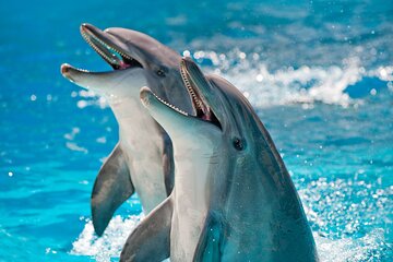 Dolphin Show With Transfer All Fees Included from Hurghada 