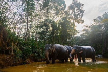 2-Hour Guided Eco-Tour & Transfer to Khaolak Elephant Sanctuary