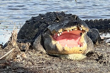  Private Guided Airboat Tour in Everglades, Fort Lauderdale