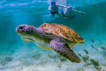 Cenote Turtle and Beach Club Full Day Tour