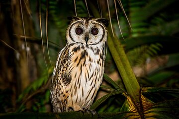 Night Mangrove Safari Boat Tour with Dinner | Manuel Antonio