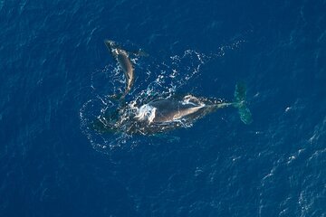 Early Sail with the Whales from Ma'alaea Harbor