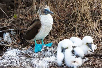 5 Days Guided Galapagos Adventure Trip