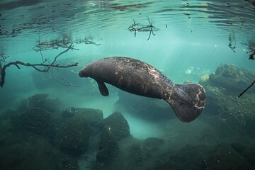 Snorkel Adventure Tour from Tulum - Small Group - All Inclusive