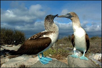 9 Days Galapagos Island Hopping