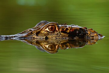 Manu National Park Tour 4 Days