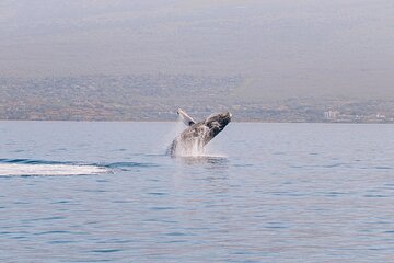 Midday Sail with the Whales Ma'alaea